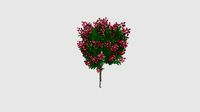 Plant for CinemaD