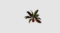 Phoenix canariensis for CinemaD