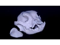 Bulldog Skull by Bayesian
