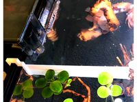 Aquarium HOB Filter Water Diverter by reuel