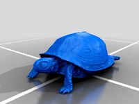 Box Turtle by shivangigupta