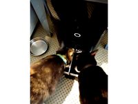PetNet Bowl Divider by Rednov