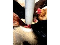 Chicken Feeder PVC adapter  by johrek101
