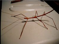 walking stick bug Phasmida by caj