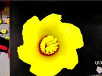 A different Subdivision Flower that is certainly not the ones i made before. by newbpwnr