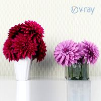 Dahlia flowers