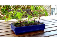 Typical Bonsaï Pot (17x10cm) by Andersyes