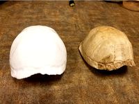 Eastern Box Turtle Shell (Terrapene carolina carolina)  by SummitNaturalist21