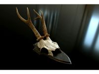 Chamois skull and antler on wood by photoholic
