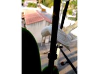 little collibri by tomdavid