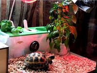 Click & Grow capsule pot by mamont