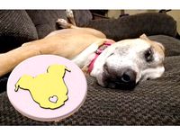 Pit Bull Pop Socket Cover by JustinSpanier