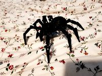 Wolf Spider Remixed by samdsx