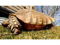 Sulcata tortoise shell by Juggernaut
