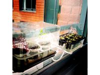 Seedling starters  (for Window Greenhouse) by _Mari_Makes_
