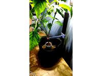 Tregren Genie plant support by Vulcan69