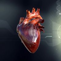 Human Heart Anatomy 3D Model