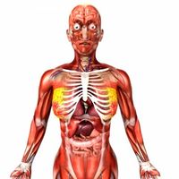 Human Female Anatomy 3D Model
