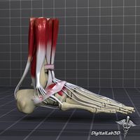 Human Foot Bone and Muscle Structure 3D Model