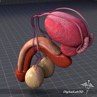 Human Male Reproductive Anatomy 3D Model