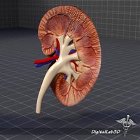 Kidney Anatomy 3D Model