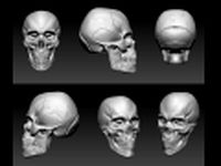 Skull 3D Model