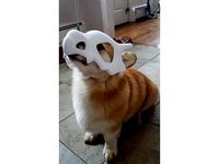 Cubone Dog Mask by aolesin