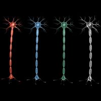 Neuron 4 clolor 3D Model