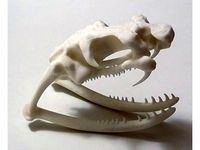 King Cobra skull by okimoki