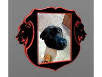 LION PICTURE FRAME by shnaldridge