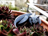 little predator by tomdavid