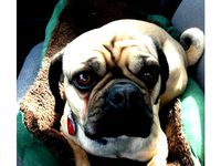 Winston Lithophane by DavieSprocket