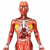 Rigged - Human Female Anatomy 3D Model