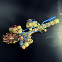 Human Bronchial Anatomy 3D Model