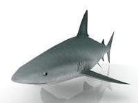 Shark 3D Model