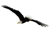 Eagle 3D Model