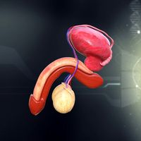 Human Male Organ Anatomy 3D Model