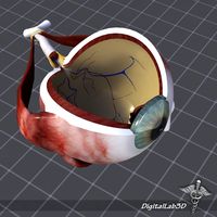 Human Eye Anatomy 3D Model