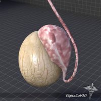 Male Testis 3D Model