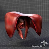 Human Diaphragm 3D Model
