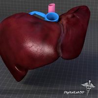 Liver External 3D Model