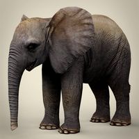 Low Poly Realistic Baby Elephant 3D Model