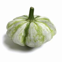 Squash 3D Model