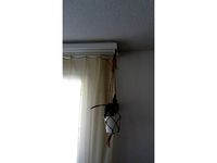 Curtains rail plant hook by Havrick