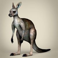 Low Poly Realistic Kangaroo 3D Model
