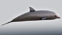 Bottlenose Dolphin 3D Model