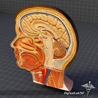 Human Head Anatomy 3D Model