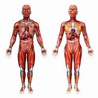 Human Male and Female Anatomy 3D Model