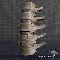 Human Lumbar Vertebrae 3D Model