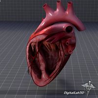 Heart Anatomy 3D Model